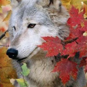 Autumn Wolf - Youtube Profile Picture of Autumn Wolf (@autumnwolf9310) on Youtube