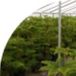 Profile Picture of شركت سيكاس گل گيلان (@sikasgol) on Instagram