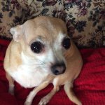 Profile Picture of Yolanda McCormick (@msredreaper) on Instagram