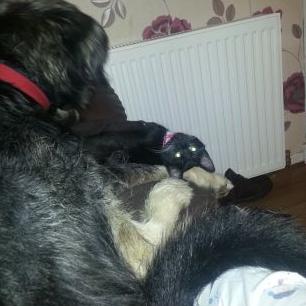 Profile Picture of Diane Chalmers (@dc3o) on Twitter