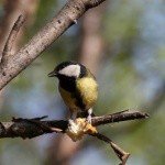 Profile Picture of Cullom (@cullommarkmanh) on Instagram