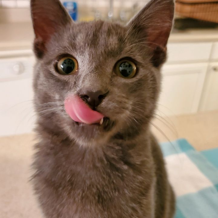 Profile Picture of Phyllis Eckels (@eckelsphyllis) on Tiktok