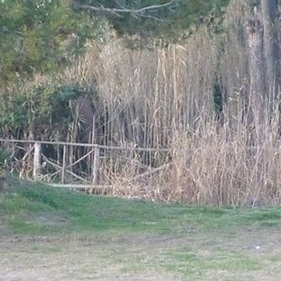 Profile Picture of Mariane MccRay (@MarianeMccRay) on Twitter