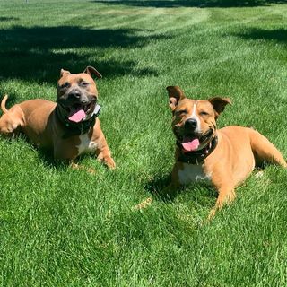 Profile Picture of Honey & Bear (@thepitbulls_honey_bear) on Instagram