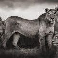 Profile Picture of Kelly Hildebrandt (@hildebrandt68) on Pinterest