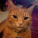 Profile Picture of Carol Bonnell (@carolbonnell) on Instagram