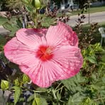 Profile Picture of Kimberly McCurry (@Kimberly-McCurry) on Facebook