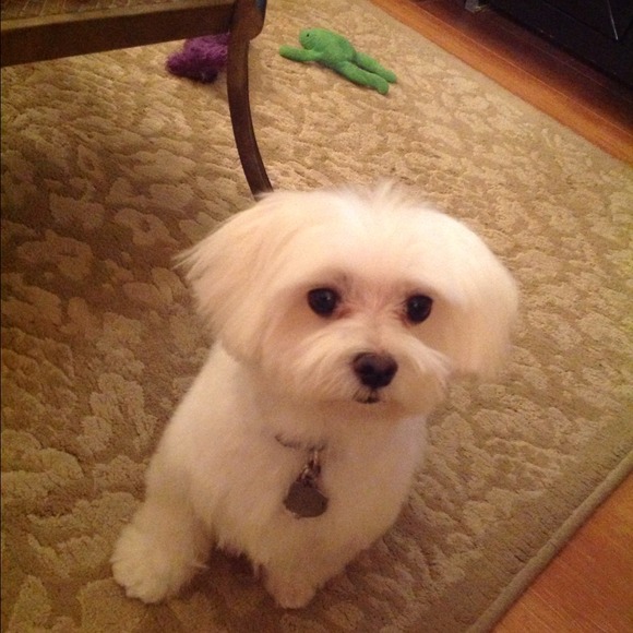 Profile Picture of Danielle Lepore (@dlepore) on Poshmark