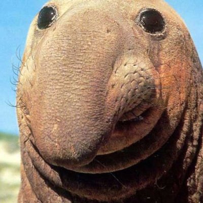 Profile Picture of Robert J McCarroll (@RealBobMcCarrol) on Twitter