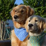 Profile Picture of ⭐️Winnie & Wilson⭐️ (@golden_winnie_wilson) on Instagram