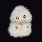 Profile Picture of Glenn The Japanese Spitz (@whitebear6317) on Instagram