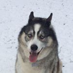 Profile Picture of Kevin Sheedy (@kevin.sheedy.94) on Instagram