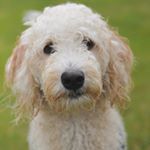 Profile Picture of Maya Wolf (@mayatheadventuredoodle) on Instagram