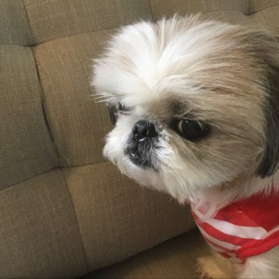 Profile Picture of @Puppy (@NateGale3) on Twitter