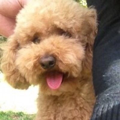 Profile Picture of Katie Hsieh (@HsiehKatie) on Twitter