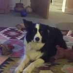 Profile Picture of David Colbourne (@david.colbourne) on Instagram