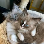 Profile Picture of Léopold Richi (@Léopold-Richi) on Facebook