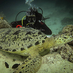 Profile Picture of Dennis Nathaniel (@dinsdnc77) on Flickr