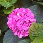 Profile Picture of Dayna Hughes (@purplepassion50) on Instagram