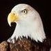 Profile Picture of chad withers (@chadw0601) on Pinterest