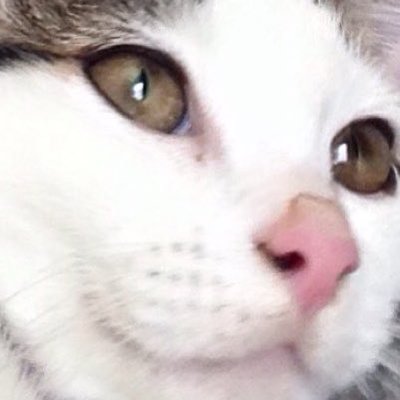 Profile Picture of Matthew Kinsman (@MattTheMidget69) on Twitter