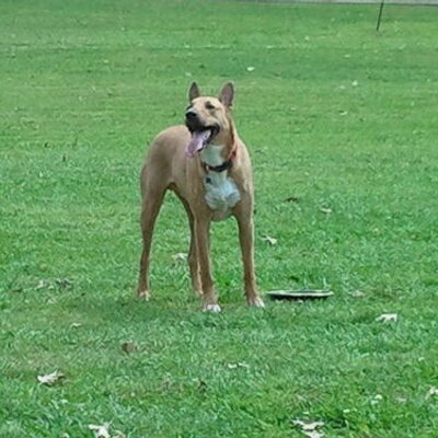 Profile Picture of Adam Marefka (@marefka1) on Twitter