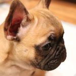 Profile Picture of Darryl Winston McNamara (@darryl.the.frenchie) on Instagram