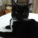 Profile Picture of Paula Strombeck-Ives (@pjives) on Pinterest
