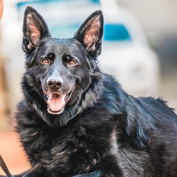 Profile Picture of Donna Behrmann (@dbehrmann) on Poshmark