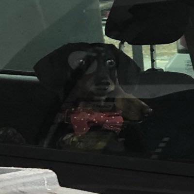 Profile Picture of Pine Cone Collector (@brian12793583) on Twitter
