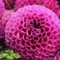 Fabiola Gallardo-ramos - Quora Profile Picture of Fabiola Gallardo-ramos (@fabiola-gallardo-ramos) on Quora