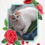 Profile Picture of Renate Ringelmann (@renateringelmann) on Instagram