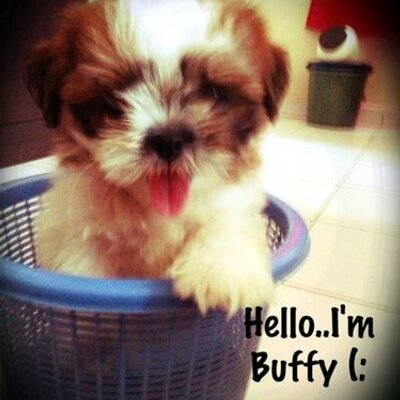 Profile Picture of Tweety Bird (@MsChip_Munk) on Twitter