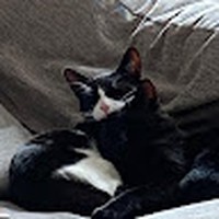 Profile Picture of Matthew Sharma (@matthew-sharma-8) on Quora