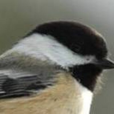 Profile Picture of Nancy Hays (@TomsBirdReptile) on Twitter