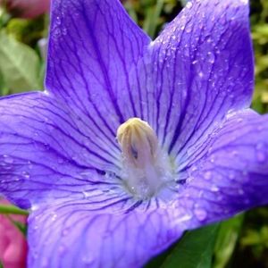 Profile Picture of Paula Larkin (@193617738) on Myspace