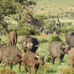 Profile Picture of Steven Thielke (@steventhielke) on Instagram