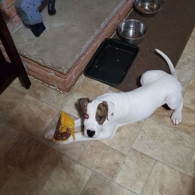 Profile Picture of Derek Dow (@dow_derek) on Twitter