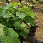 Profile Picture of Wolvenhoek vineyards (@sas.eric) on Instagram