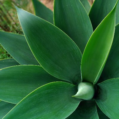 Profile Picture of Daniel Pabon (@danielEpabon) on Twitter