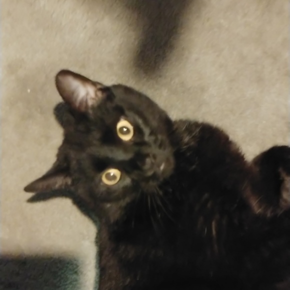 Profile Picture of Donna Moore (@hussle6085) on Poshmark