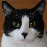 Profile Picture of Joseph Cappelluti (@joseph-cappelluti) on Quora