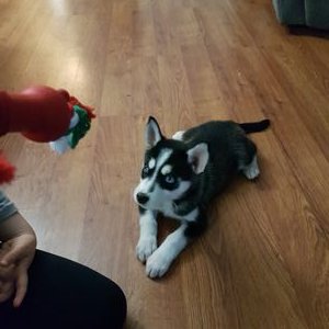 Profile Picture of Corey Sullivan (@CoreySu03771757) on Twitter