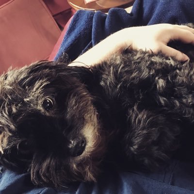 Profile Picture of Max Austin (@maximumdragons) on Twitter