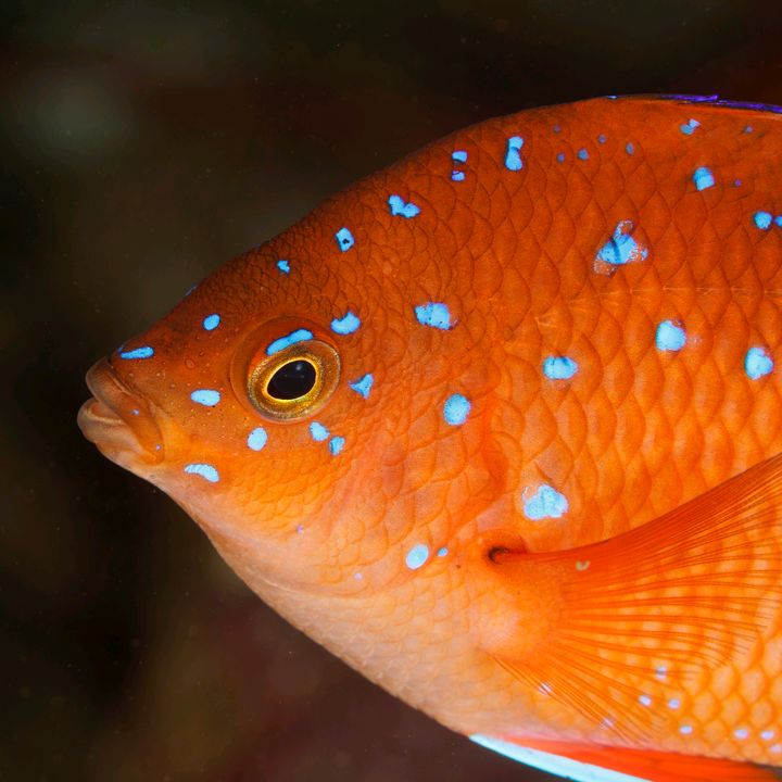 Profile Picture of Chad (@planet.chad) on Tiktok