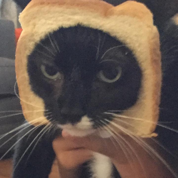 Profile Picture of Andy Moses (@@andymoses) on Tiktok