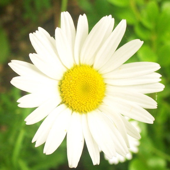 Jeni Lee - Poshmark Profile Picture of Jeni Lee (@p1n3app13) on Poshmark