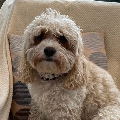 Profile Picture of  💙Ken Tucker 💙 (@Dramaman6) on Twitter