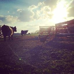 Profile Picture of Zach Alger (@bluskygrnfields) on Twitter