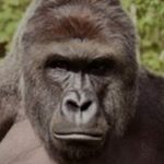 Profile Picture of Thomas Bredahl (@thomasbredahl) on Instagram